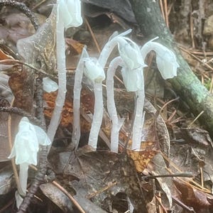 Ghost Pipe tincture 1 Oz.