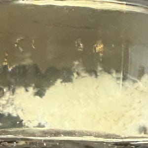 LionsMane liquid culture