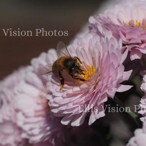 Op de afbeelding: Een honingbij verzamelt stuifmeel van een lichtroze chrysantenbloem. De bij is bruin en zwart met doorschijnende vleugels. De bloemblaadjes zijn gelaagd en delicaat, met een gele kern. De achtergrond is een vage mix van kleuren.