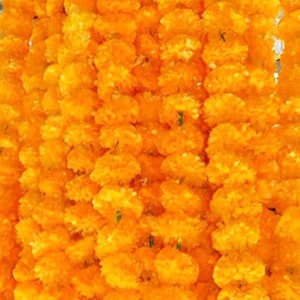 May include: Close-up of a vibrant display of marigold flowers, showcasing their bright orange color. The flowers are densely packed, creating a textured, eye-catching visual. The image highlights the natural beauty of the blooms.