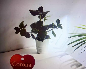 «Siempre en mi corazón», placa para mascota con nombre y número de teléfono personalizados.