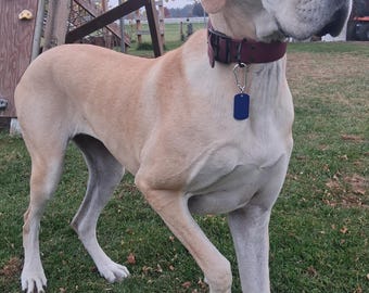 Placa de identificación para perro «Siempre a mi lado» – Identificación personalizada con el nombre de tu mascota