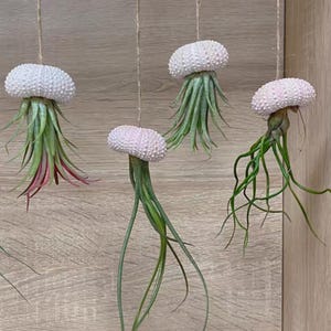 Unique Handmade Real Air Plant In Sea Urchin Hanging Decoration For Home Minimalistic Plant Decor JellyFish Air Plants