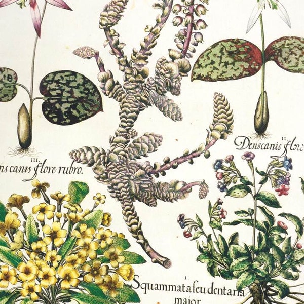 Botanical Print - Red Currant, Toothwort, Dog's Tooth Violet, Anemone - Besler 1613 2-Sided Book Plate