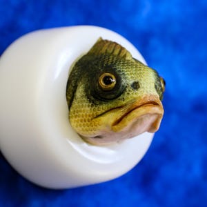 Könnte beinhalten: Ein weißes, eiförmiges Deko-Objekt mit einem detaillierten Fischkopf, der daraus hervortritt. Der Fisch hat grüne, gelbe und braune Schuppen, ein detailliertes Auge und einen leicht nach unten gezogenen Mund. Der Hintergrund ist ein kräftiges, einfarbiges Blau.