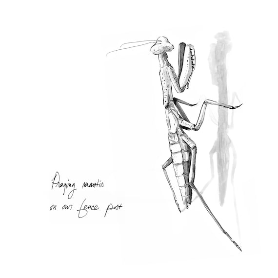 How To Draw A Praying Mantis With Pencil