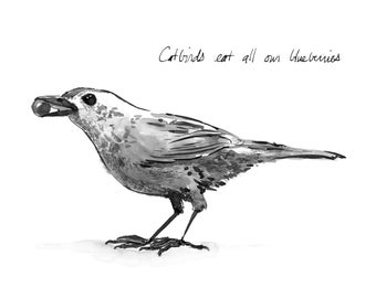 Catbird