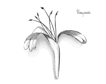 Honeysuckle