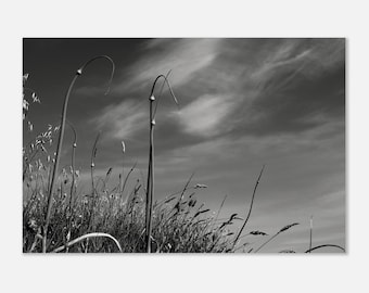 Vindstudie – Svartvitt gräsfotografitryck, minimalistisk naturväggkonst, konstlandskapsfoto, skandinavisk inredning