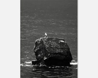 Fortfarande tittande – Svartvitt fotografi av mås, kustnära väggkonst, havsfotografi, skandinavisk inredning, minimalistisk konst