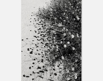 Vildblomskuggor – Svartvitt botaniskt fotografi, minimalistisk naturväggkonst, botanisk konstdekor