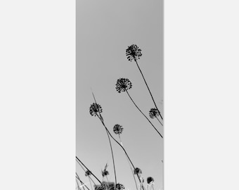 Mot ljuset – Svartvitt botaniskt väggkonsttryck, fotografi av vilda blommor, neutral japansk dekor, konsttryck