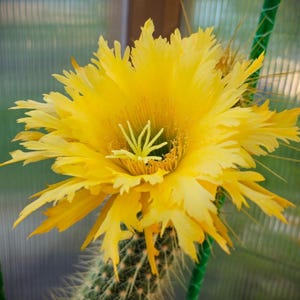 May include: A vibrant yellow cactus flower in full bloom, featuring numerous delicate, serrated petals radiating from a central cluster of stamens. The flower sits atop a spiny green cactus stem supported by thin green garden stakes.