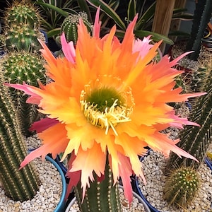 May include: A large, vibrant cactus flower in full bloom, featuring pointed, serrated petals that transition from a deep pink at the outer edges to a bright orange and yellow center, with a prominent green throat and yellow stamens.