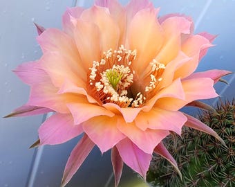 Gus's Peach - Hybrid Echinopsis, Blooming Size, buds forming with pup, 5" tall and 4" wide, shown in a 4" pot