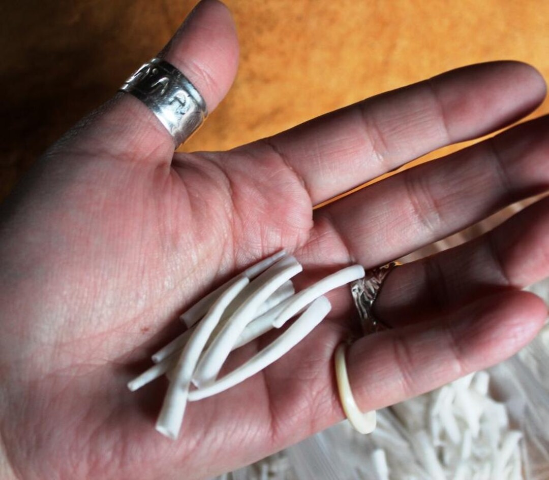 1 Oz Large Smooth Dentalium Vernadai Shell, Unsorted Cleaned, Native ...