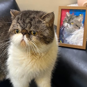 May include: A brown and white Exotic Shorthair cat with yellow eyes. A framed painting of a similar cat is in the background. The painting has a red and blue background with a wooden frame.