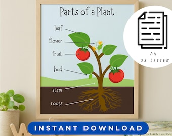 Parts of a Plant Educational Poster, Science Classroom Decor, Kids Biology STEM PNG