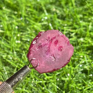 Puede incluir: Una gema en bruto, de color rojo oscuro y forma irregular, es sostenida por una herramienta plateada sobre un fondo de hierba verde. La gema tiene una cualidad translúcida, con patrones internos visibles y una textura ligeramente rugosa.