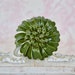 see more listings in the Brooches section