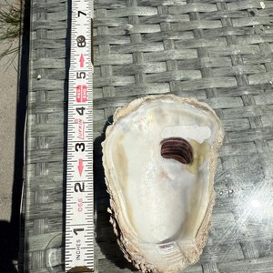 May include: An open oyster shell with a cream-colored interior and a dark brown, circular opening. The shell is approximately 3 inches long, as measured by a yellow and white measuring tape.