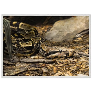 Coiled Boa Constringens Druck