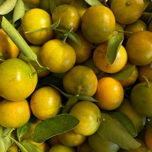 Calamansi (Calamondin) Seeds Citrus microcarpa Home Harvested 20+ Viable Seeds