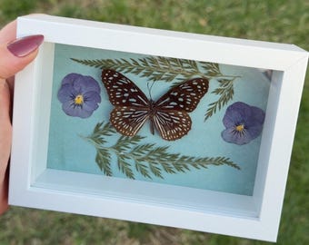 Eingerahmt von einem dunkelblauen Tigerschmetterling in einer Schattenbox - Taxidermy Art