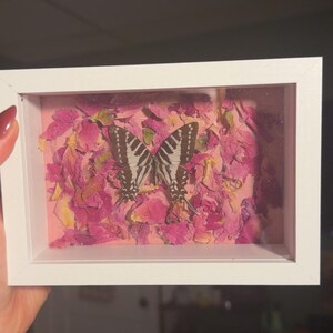 Chain Swordtail Butterfly Framed Taxidermy Specimen in Shadow Box- Taxidermy Art