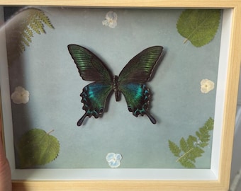 Alpine Black Swallowtail Butterfly Framed Taxidermy Specimen in Shadow Box - Taxidermy Art