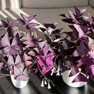 Peut inclure: Deux plantes en pot avec des feuilles triangulaires violet foncé et de petites fleurs blanches. Les plantes sont dans des pots en céramique blancs, posées sur une surface sombre. Les feuilles ont un dégradé de couleurs saisissant.