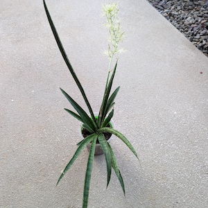 Sansevieria Fernwood Snake Plant 4&quot; pot