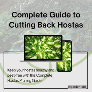 May include: A digital guide titled "Complete Guide to Cutting Back Hostas" displayed on a laptop and smartphone. The guide promises to help keep hostas healthy and pest-free. The background features a lush green and white hosta plant.