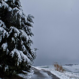 Può includere: Un paesaggio invernale con un albero sempreverde coperto di neve sul lato sinistro di una strada bagnata. La strada conduce a un campo innevato in lontananza, sotto un cielo grigio. Un piccolo ciuffo di erba secca è visibile a destra.