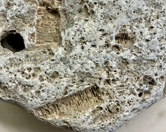 Silurian Fossil Stone – Ancient Marine Life Preserved in Limestone (430 Million Years Old)