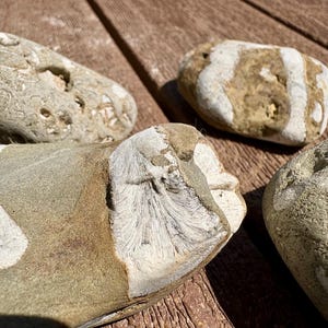 Ancient Sea Fossils in Limestone – Crinoid & Brachiopod Set