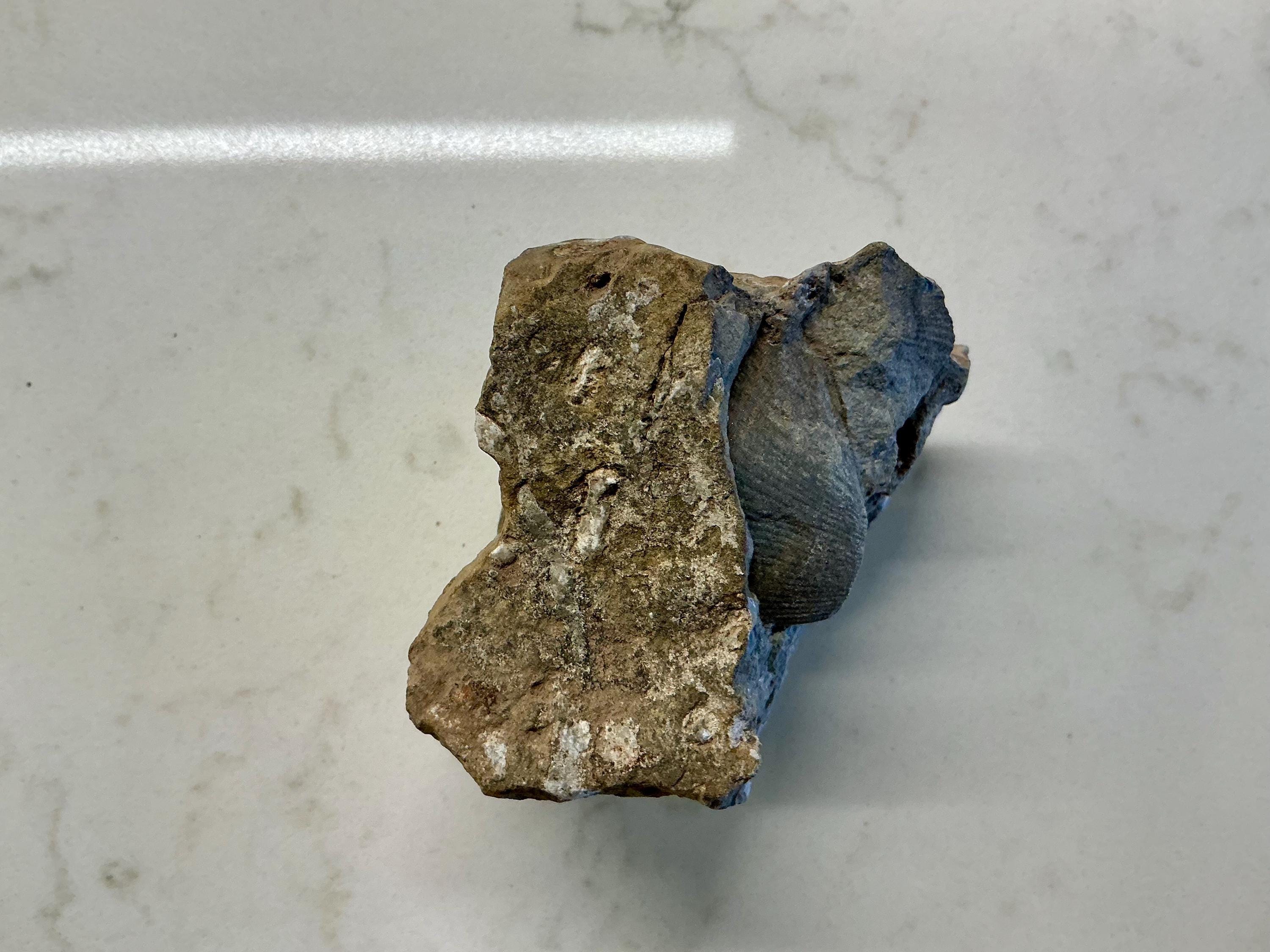 Lemonade Shell Fossil Rare Brachiopod Fossil Limestone Specimen | Ancient Marine Shell Fossil ...