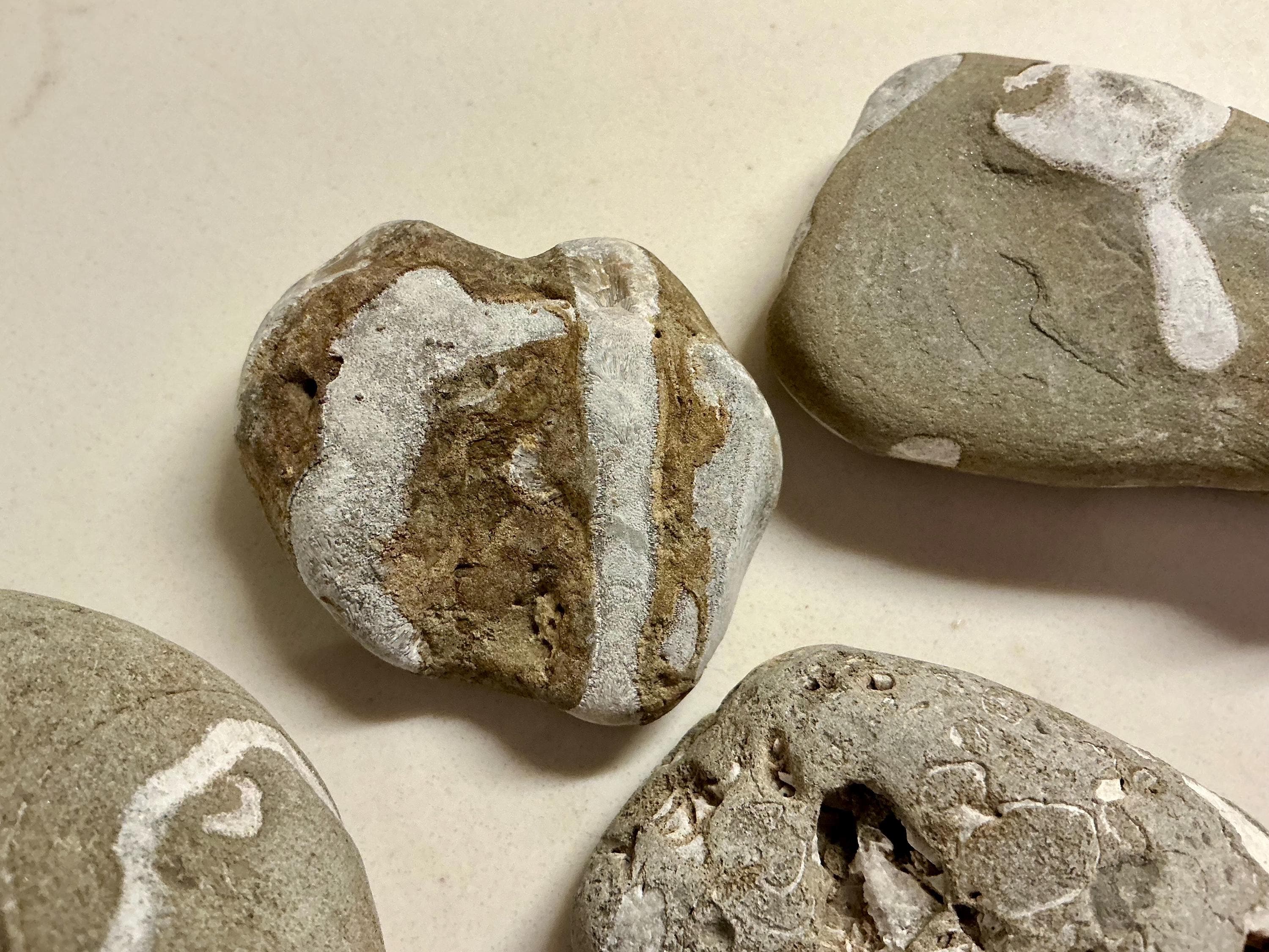 石灰岩中の古代の海の化石 – ウミユリ類と腕足動物のセット - Etsy 日本