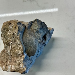 May include: A fossil embedded in a rock. The fossil is a dark grey colour and has a detailed, ribbed texture. The surrounding rock is a mix of tan, brown, and grey hues, with a rough, uneven surface. The fossil is a natural, geological specimen.
