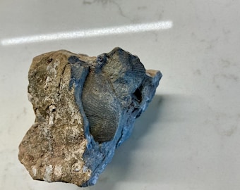Rare Brachiopod Fossil Limestone Specimen | Ancient Marine Shell Fossil