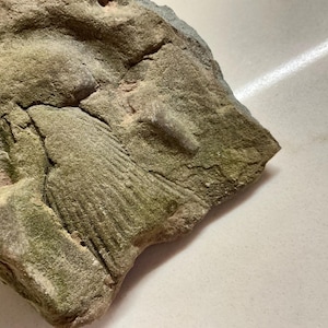 May include: A close-up of a weathered rock fragment with a fossilised imprint. The rock has a rough, textured surface with shades of grey, brown, and green. The fossil appears to be a ribbed shell or plant impression.