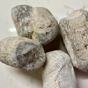 May include: Four fossilised coral specimens in shades of grey and beige. The coral pieces have a cylindrical shape with detailed surface textures, including visible patterns and ridges. The arrangement suggests a natural, organic theme.