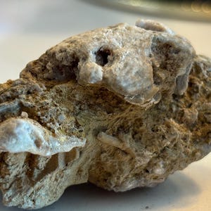 Ancient Fossil Reef Rock (Brachiopods, Coral)