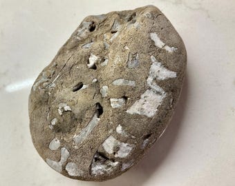 Fossiliferous Limestone – Silurian Reef Deposit