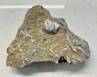 Fossil Limestone Brachiopod Crinoid Specimen – Silurian Marine Life (430-450 Million Years Old)