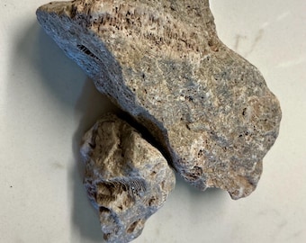 Fossiliferous Limestone with Bryozoan Fossils | Natural Ancient Sea Life Specimen