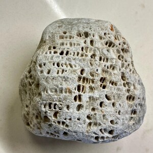 May include: A light grey rock with a porous texture, featuring numerous small, irregular holes across its surface. The rock has a rounded form and a rough texture, possibly indicating it's a type of coral or a weathered stone. The overall look is natural and organic.