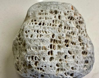 Ancient Ocean Fossil – Bryozoan Coral-Like Limestone (430 Million Years)