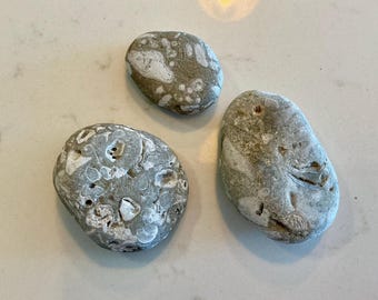Fossil Filled Limestone Rocks (set of 3)