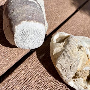 Ancient Horn Coral Fossils (pair)